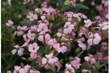 SAPONARIA VACCARIA PINK BEAUTY SEEDS - PINK FLOWERS - SOAPWORT - 100 SEEDS