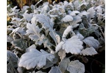 SENECIO CINERARIA SILVER DUST SEEDS - SILVERY WHITE FOLIAGE - 100 SEEDS