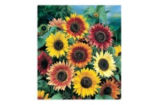 SUNFLOWER - AUTUMN BEAUTY - MIXED COLOUR - HELIANTHUS ANNUUS - 20 SEEDS