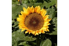 SUNFLOWER - DWARF SUNSPOT - HELIANTHUS ANNUUS - 20 SEEDS