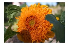 SUNFLOWER - ORANGE SUN DOUBLE - HELIANTHUS ANNUUS - 20 SEEDS