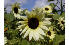 SUNFLOWER - VANILLA ICE - HELIANTHUS ANNUUS - YELLOW & CREAM - 20 SEEDS