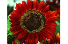 SUNFLOWER RED SUN SEEDS - SINGLE FLOWERED HELIANTHUS ANNUS RED SUN - 20 SEEDS