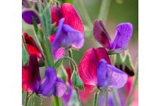 SWEET PEA GRANDIFLORA MATUCANA SEEDS - BLUE & PURPLE LATHYDORUS ODORATUS - 20 SEEDS
