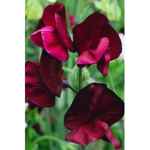SWEET PEA HEIRLOOM BEUJOLAIS SEEDS - BURGUNDY LATHYDORUS ODORATUS - 20 SEEDS