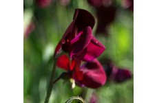 SWEET PEA HEIRLOOM BLACK KNIGHT SEEDS - DARK PURPLE LATHYDORUS ODORATUS - 20 SEEDS