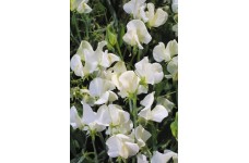 SWEET PEA HEIRLOOM MRS COLLIER SEEDS - CREAM LATHYDORUS ODORATUS - 20 SEEDS