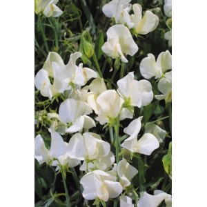 SWEET PEA HEIRLOOM MRS COLLIER SEEDS - CREAM LATHYDORUS ODORATUS - 20 SEEDS SWEET PEA HEIRLOOM MRS COLLIER SEEDS - CREAM LATHYDORUS ODORATUS - 20 SEEDS