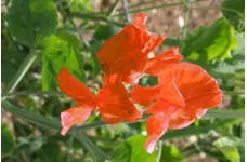 SWEET PEA HENRY ECKFORD SEEDS - BRIGHT ORANGE LATHYDORUS ODORATUS - 20 SEEDS