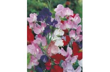 SWEET PEA MAMMOTH MIX SEEDS - MIXED COLOUR LATHYDORUS ODORATUS - 40 SEEDS
