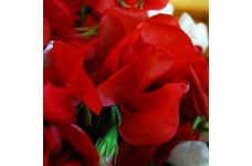 SWEET PEA MAMMOTH SCARLET SEEDS - SCARLET RED LATHYDORUS ODORATUS - 40 SEEDS