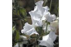 SWEET PEA SWAN LAKE - LATHYDORUS ODORATUS - WHITE FLOWERS - 40 SEEDS