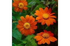 TITHONIA GOLDFINGER SEEDS - MEXICAN SUNFLOWER SEEDS - ORANGE FLOWERS - 100 SEEDS