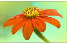 TITHONIA TORCH SEEDS - MEXICAN SUNFLOWER SEEDS - ORANGE FLOWERS - 100 SEEDS