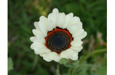 VENIDIUM FASTUOSUM CAPE DAISY ZULU PRINCE SEEDS - EXOTIC WHITE FLOWERS - 100 SEEDS