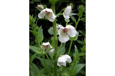 VERBASCUM BLATTARIA ALBIFLORUM WHITE  - 250 SEEDS