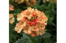 VERBENA HYBRIDA APRICOT SEEDS - 100 SEEDS
