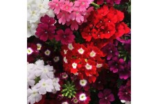 VERBENA HYBRIDA PENDULA MIX SEEDS - 100 SEEDS