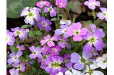 STOCK - VIRGINIA STOCK SEEDS - MALCOMIA MARITIMA PINK & LILAC FLOWERS - 350 SEEDS