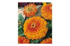 ZINNIA ELEGANS ORANGE KING SEEDS -  LARGE ORANGE FLOWERS - 100 SEEDS